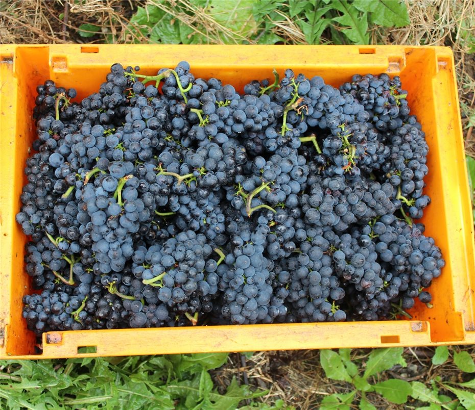Vier Fuder Trauben liefern
rund 3.800 Liter Schützen-Wein