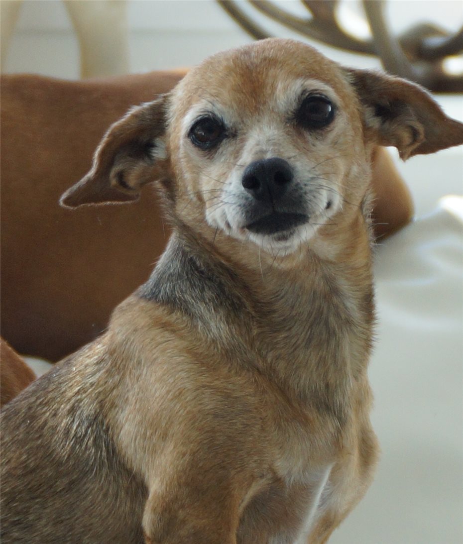 „Leitwölfin“ Olert gibt vernachlässigten Hunden ein liebevolles Zuhause