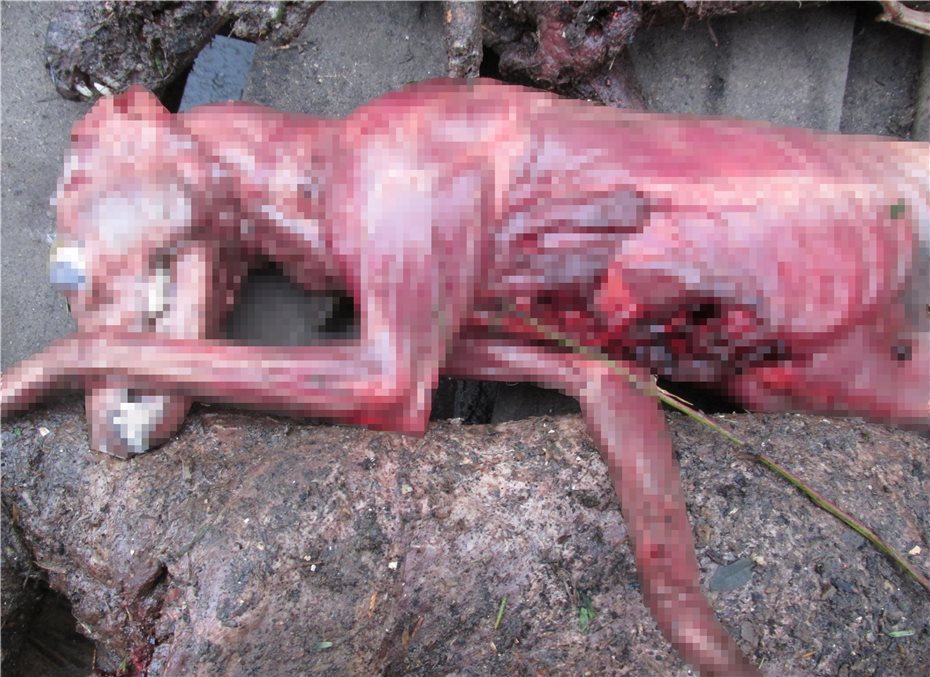 Gruseliger Fund: Tote Füchse in Biotonne entsorgt