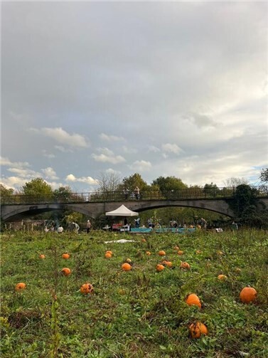 Gut 400 Besucher beim Kürbisfest in Unkel An der Flutbrücke konnten selbst Kürbisse geerntet werden.  Fotos: Judith Henn