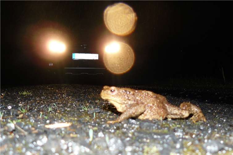 Kröten und Frösche gehen auf Wanderschaft Fotos: SGD Nord