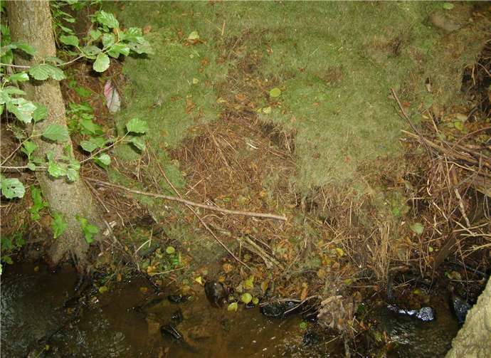 Alle Jahre wieder: Wohin mit Rasenschnitt?