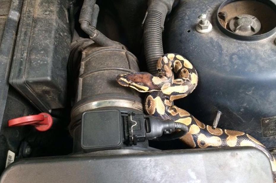 Python in Motorraum entdeckt
