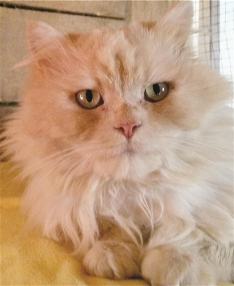 Maine-Coon-Kater
sucht Anhang