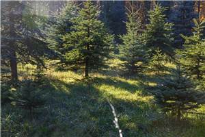 Kalenborn: Etliche Weihnachtsbäume von Plantage gestohlen