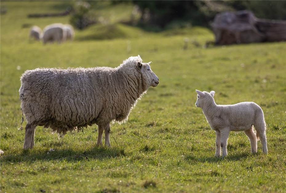 Mehrere Schafe auf Wanderschaft auf der K85 in Urbar