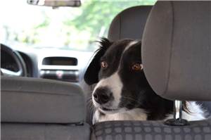 Polizei befreite Hund aus Auto