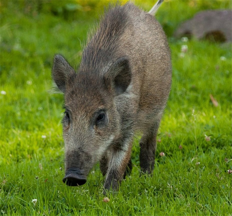 Wildschweine in
rechtsrheinischen Wohngebieten