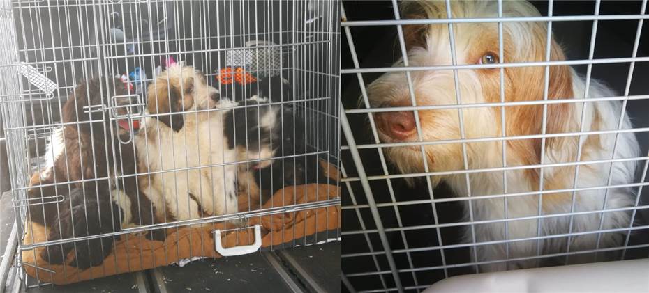 Illegale Hundezucht aufgelöst: 136 Tiere befreit