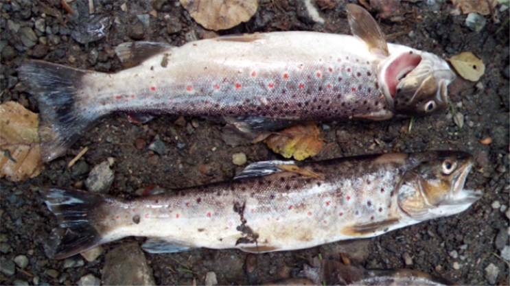 Fischsterben am Elzbach: Kriminalpolizei ermittelt