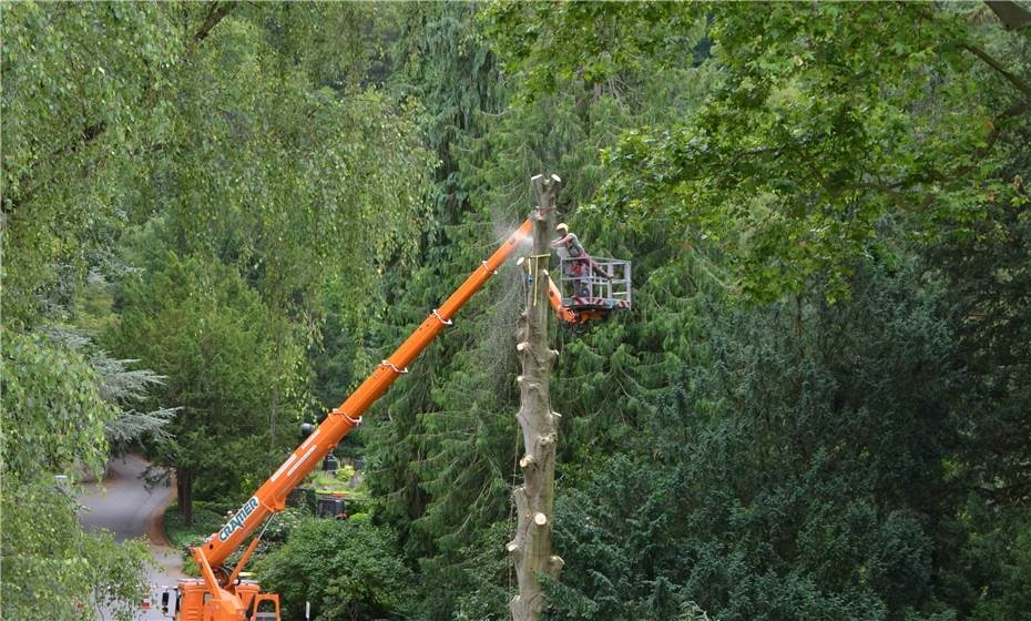 Koblenz: Zahlreiche Bäume im Stadtgebiet müssen gefällt werden