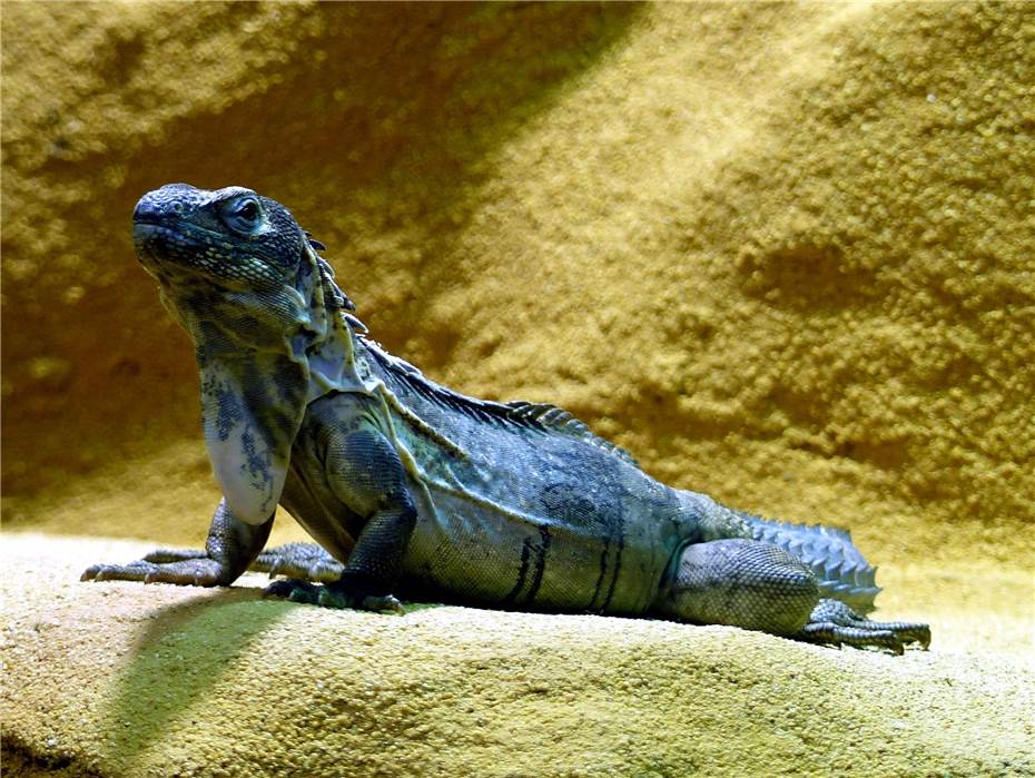 Mittelamerikanische Leguane sind
die neuen Bewohner des Exotariums