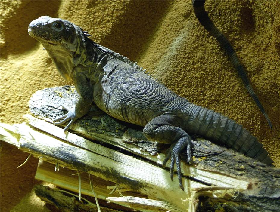 Mittelamerikanische Leguane sind
die neuen Bewohner des Exotariums