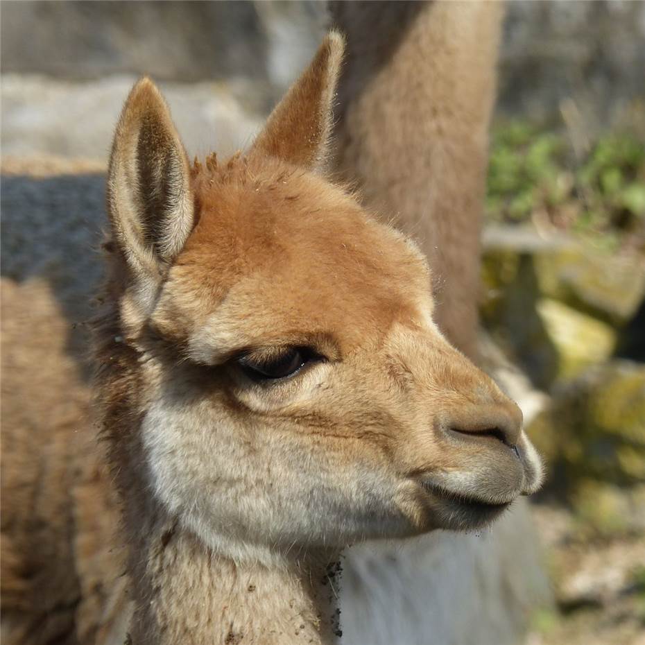 Vikunjas – Kleine Kamele aus Südamerika