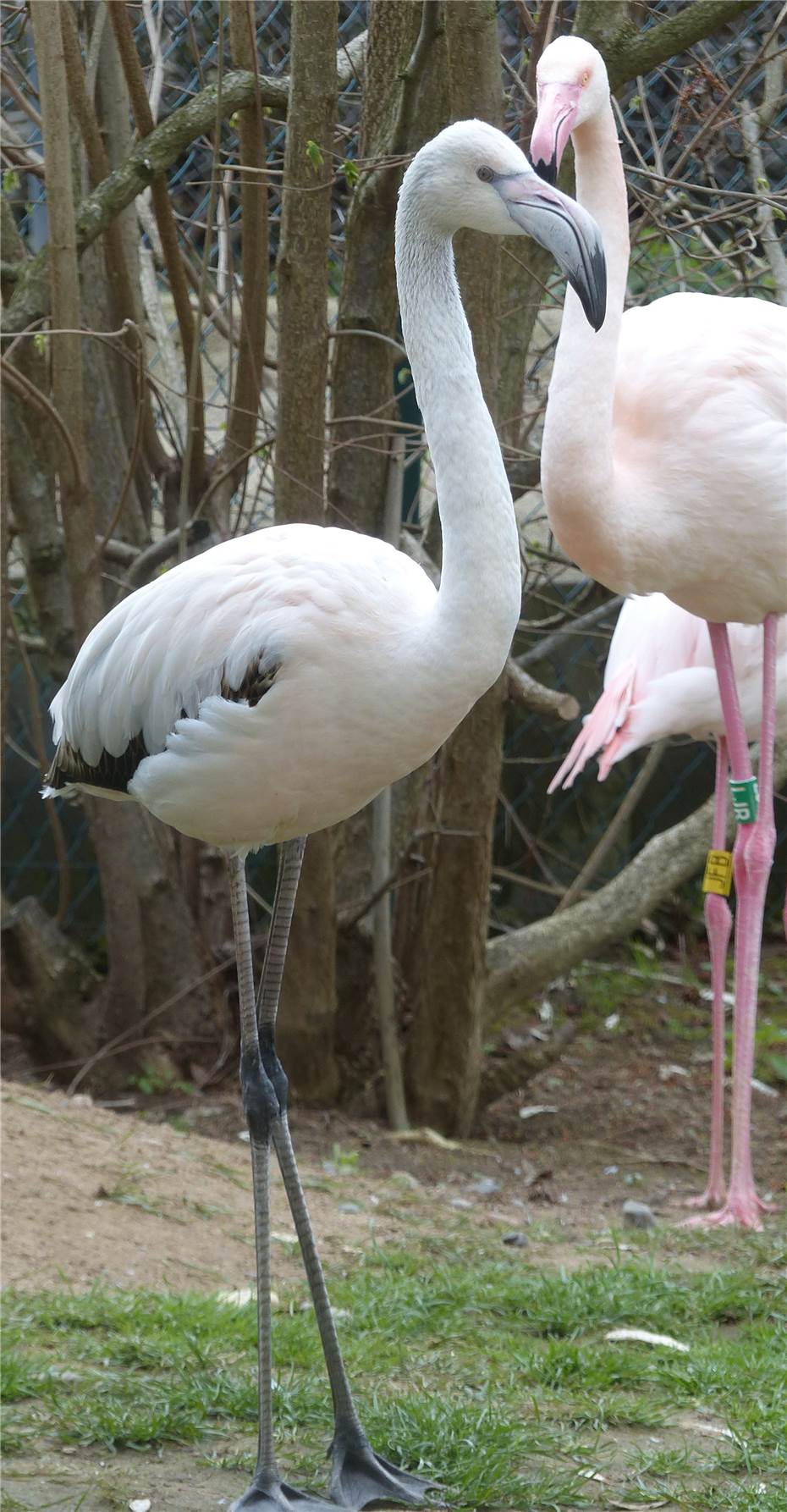 Flamingos im Zoo Neuwied