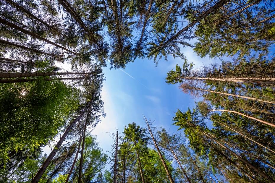 Waldschutz: Borkenkäfer-Überwinterungsbäume
werden derzeit entnommen