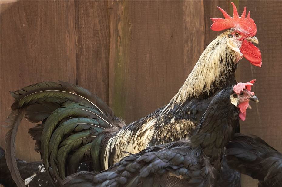 Legen nicht nur zu Ostern Eier: Hühner im Zoo