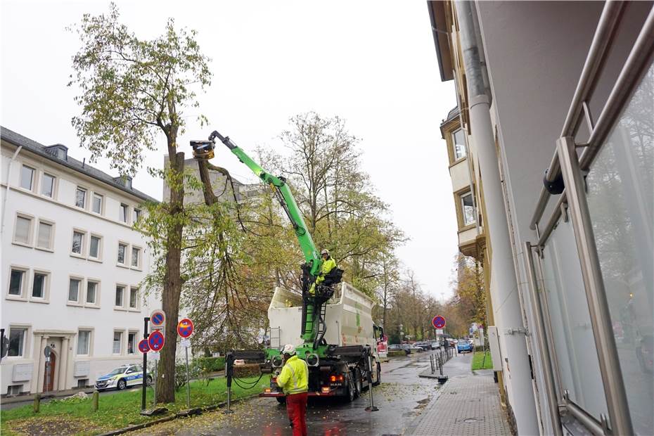 Koblenz: Fällung von 15 Bäumen in der Südallee