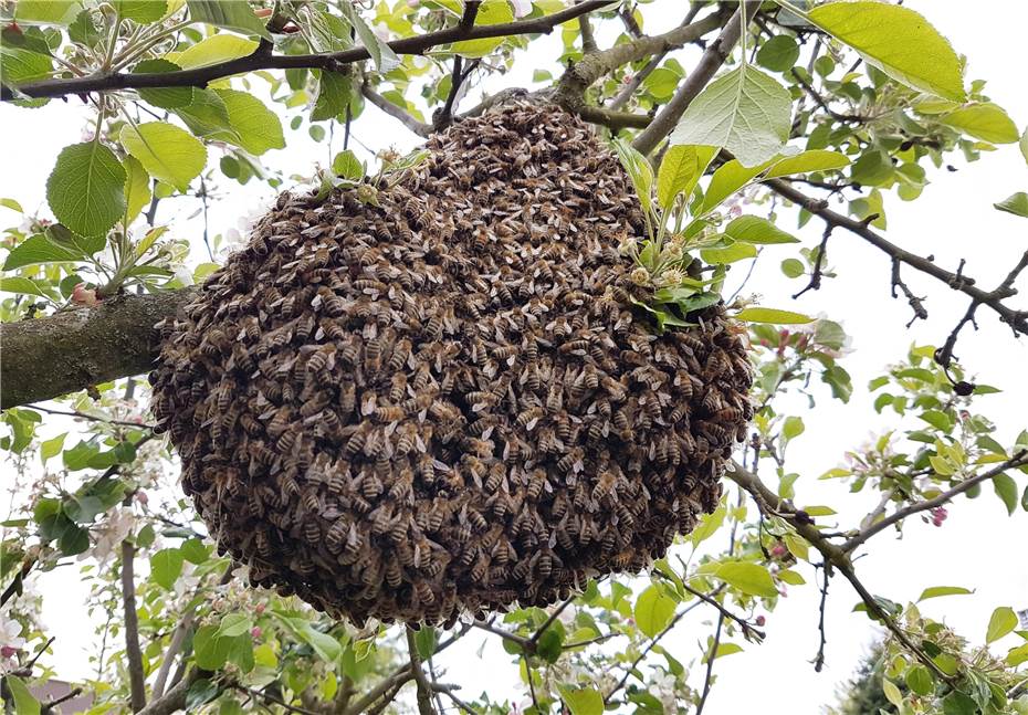 Frühling und Frühsommer sind Schwarmzeit für Honigbienen