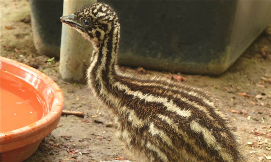 Emuküken tollen durch den Zoo