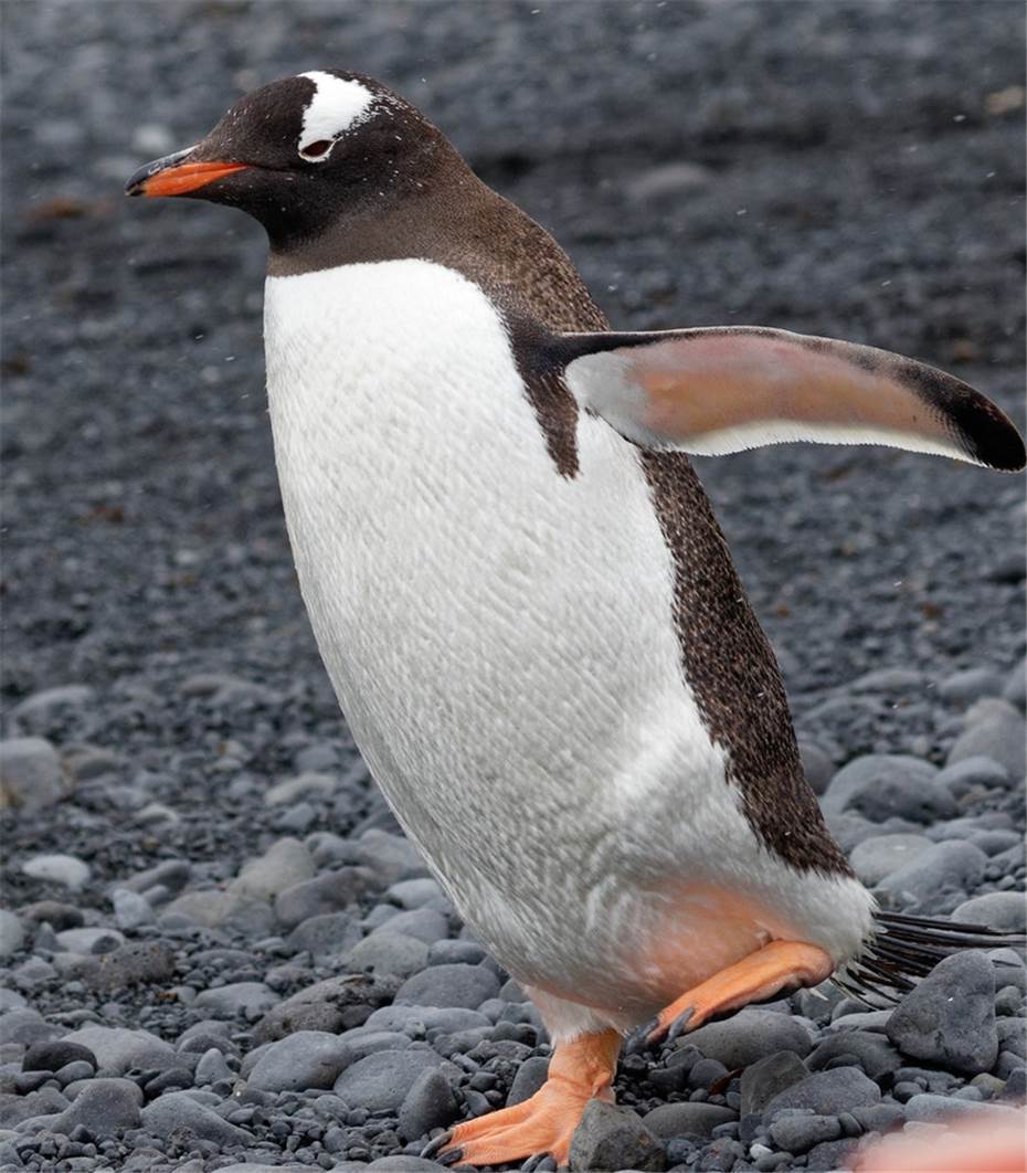 Antarktis –
den Pinguinen auf der Spur