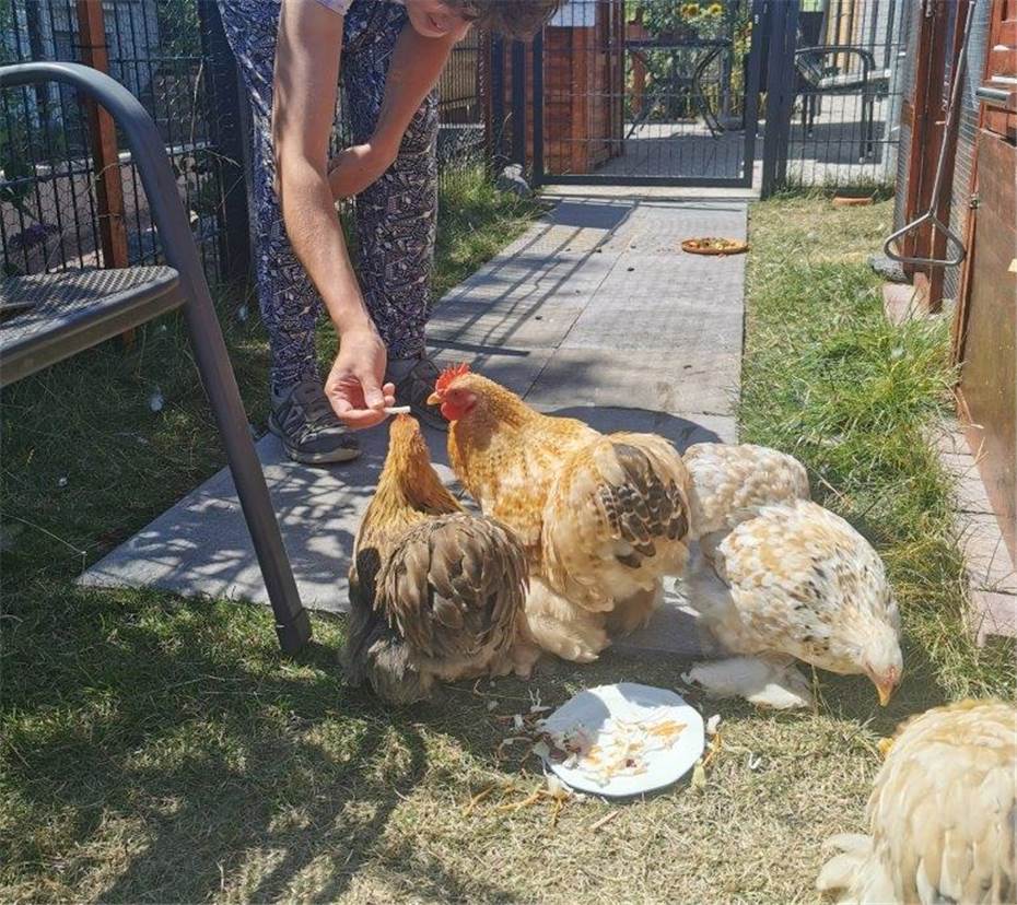 Hühner als Lern- und Lebenshilfe