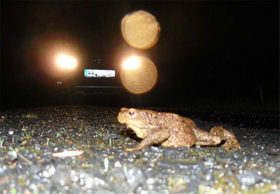 Autofahrer aufgepasst: Amphibien
sind auf den Straßen unterwegs