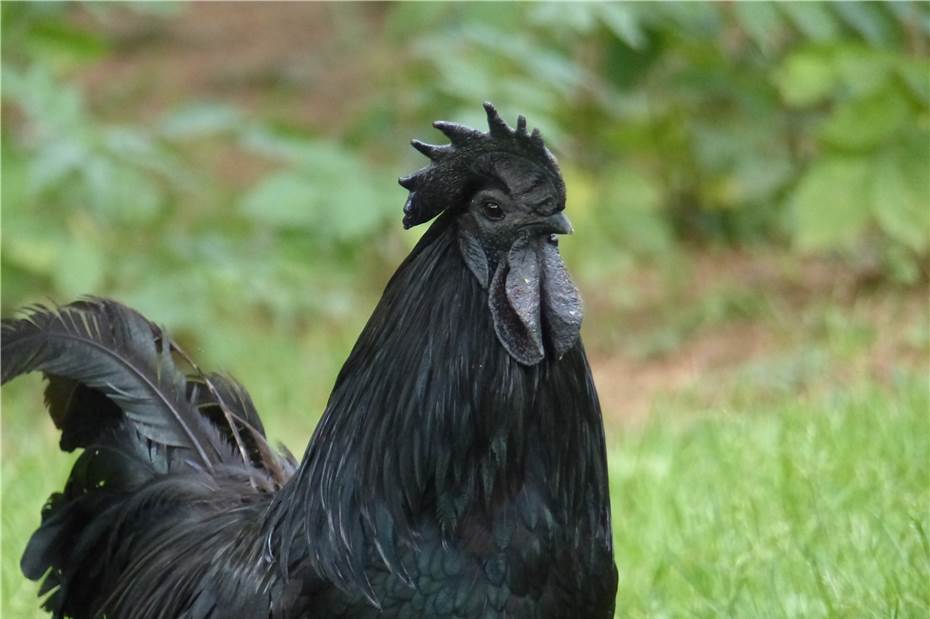 Legen nicht nur zu Ostern Eier: Hühner im Zoo