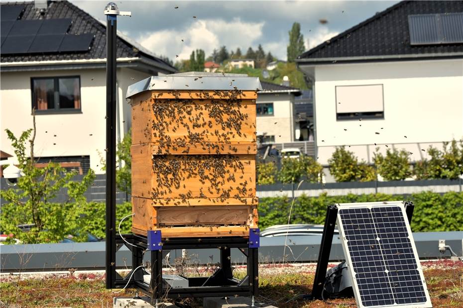 Be(e)Smart – die Bienen sind da