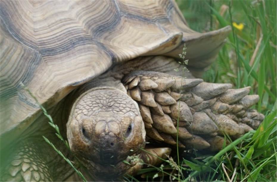 Harte Schale, weicher Kern: Schildkröten