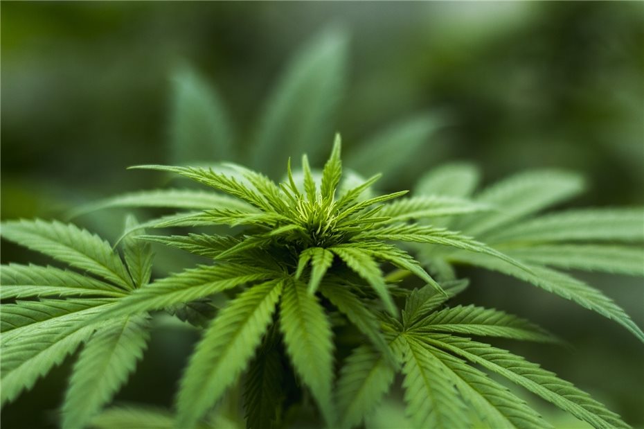 Legalisierung von Cannabis: Regulieren statt kriminalisieren