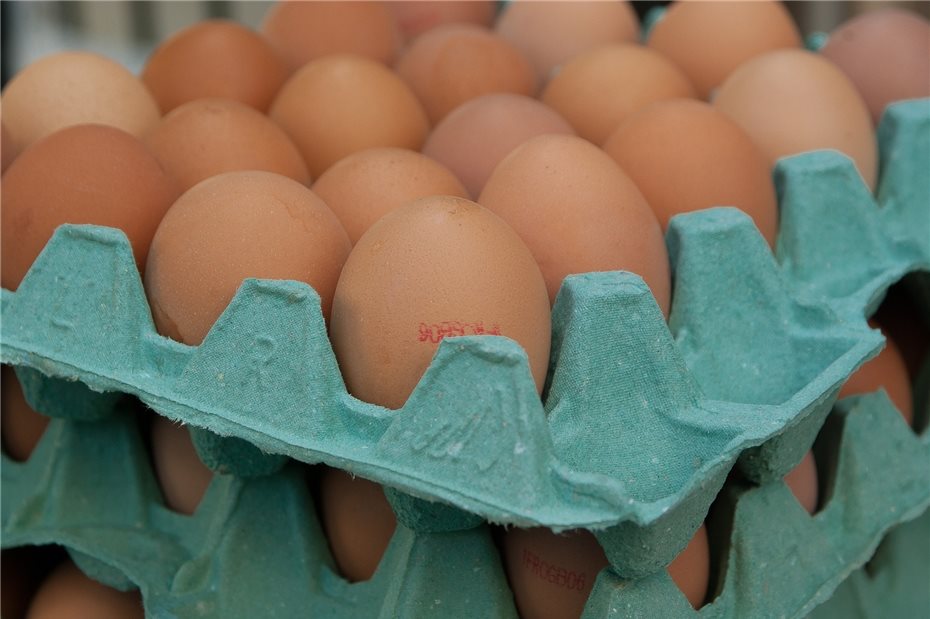 Fipronil-belastete Eier: Auf regionale Erzeuger zurückgreifen