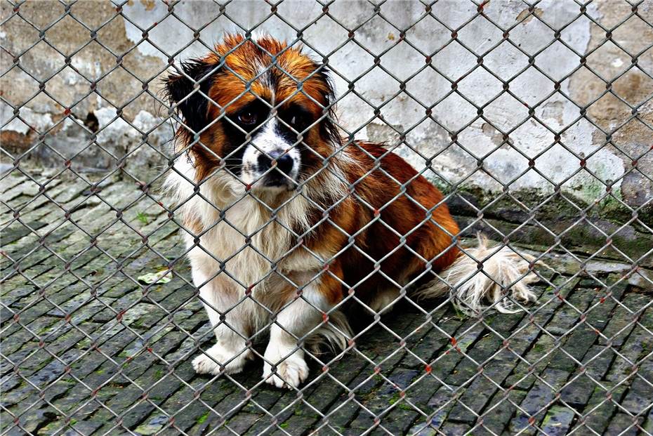 Tierschutzbund: Tierheime sind am Limit