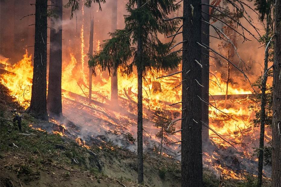 Die Waldbrandgefahr steigt