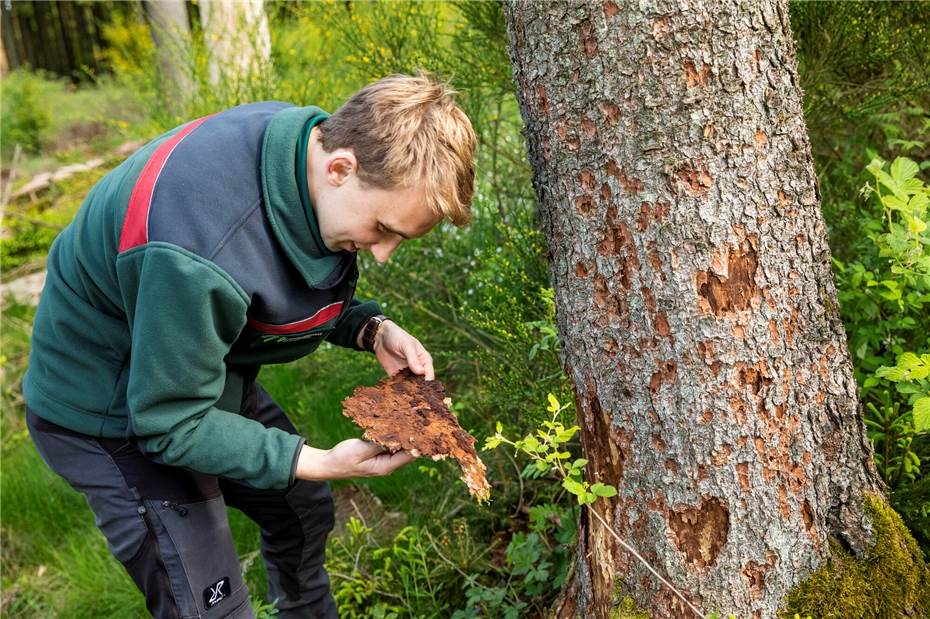 Waldschutz: Borkenkäfer-Überwinterungsbäume
werden derzeit entnommen