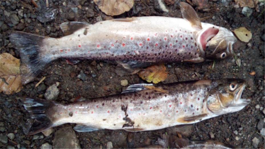 Fischsterben am Elzbach:
Kriminalpolizei eingeschaltet