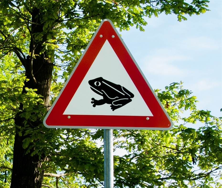 Straßensperrungen wegen Krötenwanderung