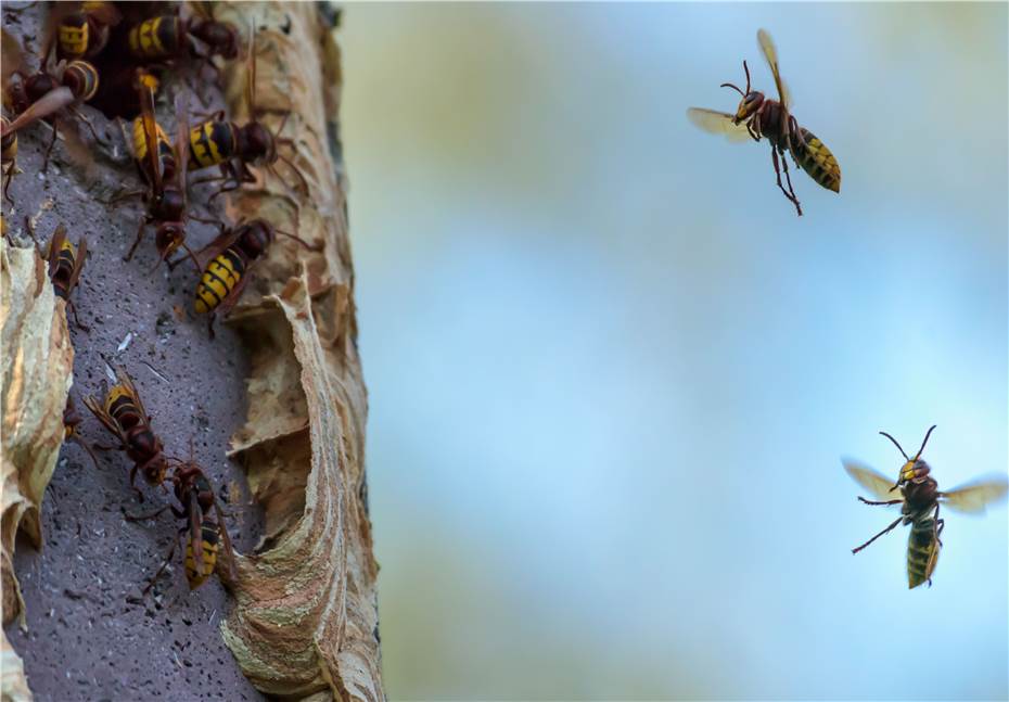 Wespen, Bienen, Hummeln, Hornissen sind geschützt
