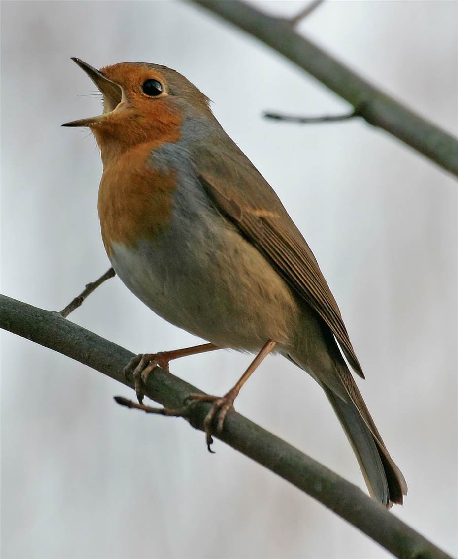 Vögel anhand ihres Gesangs identifizieren