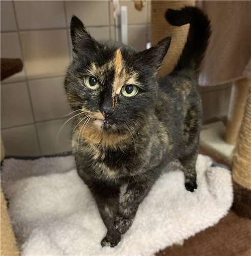  Das ist Pubba. Foto: Tierheim u. Tierschutzverein Kreis Ahrweiler e.V.,ClausKrah