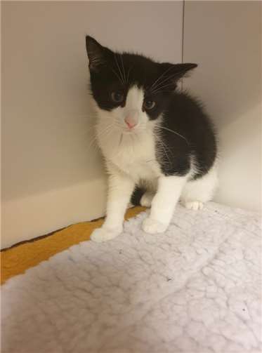 ... Dennis suchen ein neues Zuhause. Fotos: privat