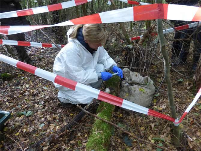  Dr. Johanna Meyer-Hamme, Amts-Veterinärin der Kreisverwaltung Ahrweiler, simuliert die Probenentnahme an einem Wildschwein-Dummy. Im Ernstfall wäre das ein an ASP verendetes Tier. Foto: Kreisverwaltung Ahrweiler