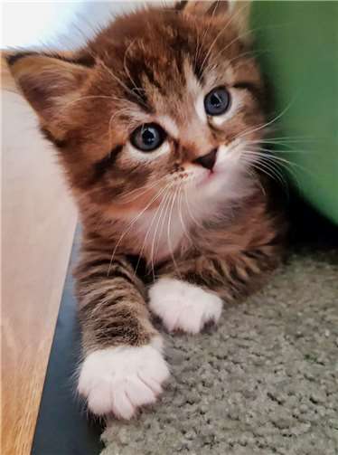 ... Elli werden nur zusammen abgegeben. Fotos: privat