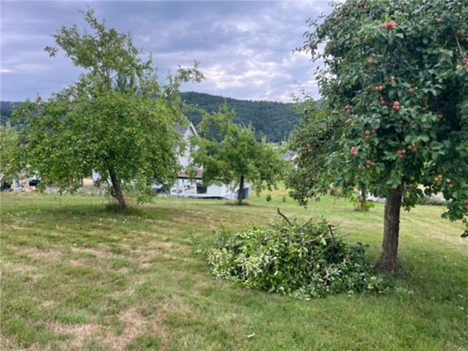  Foto: Claudia Schmitz – Streuobstverein Eifel-Ahr. E.V.