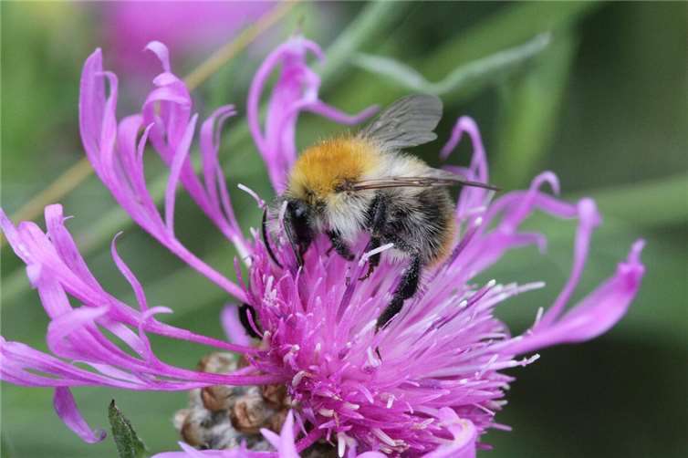  Foto: Joachim Kuchinke