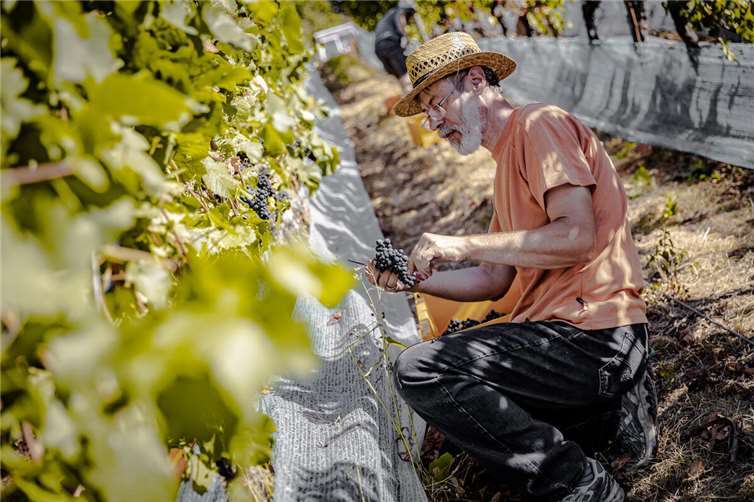Weinlese im Ahrtal ist gestartet Foto: Max Harrus