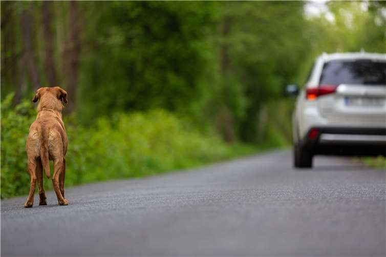  Foto: fotorince - stock.adobe.com