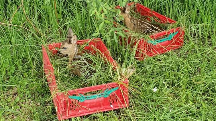 Kitzrettung – Drohne über alles? Foto: privat