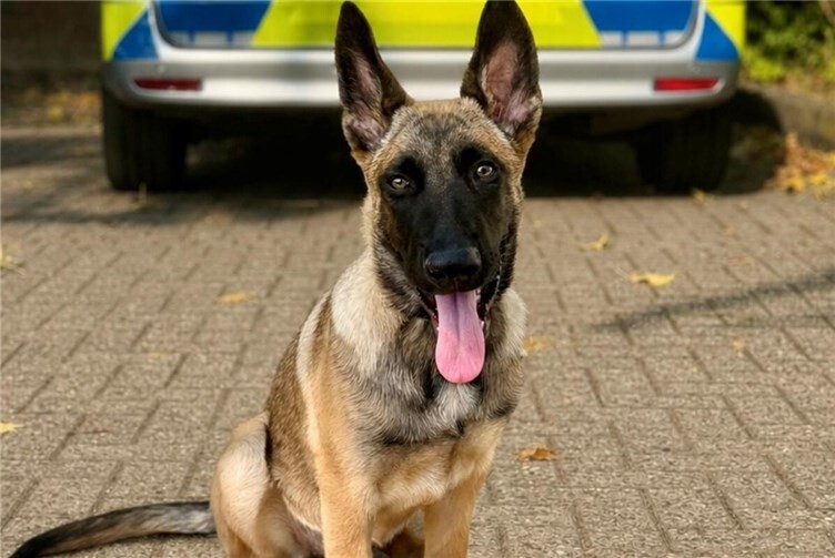  Im Kreis Euskirchen hat eine junge Deutsch-Belgische Schäferhund-Mix-Hündin namens „Zelda“ ein neues Zuhause bei ihrem Diensthundführer gefunden. 