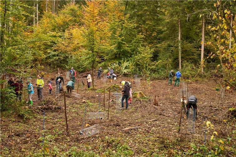 : Insgesamt 80 Setzlinge pflanzten die ehrenamtlichen Helfer auf dem Gelände des Wasserwerks im Feisternachter Bachtal.